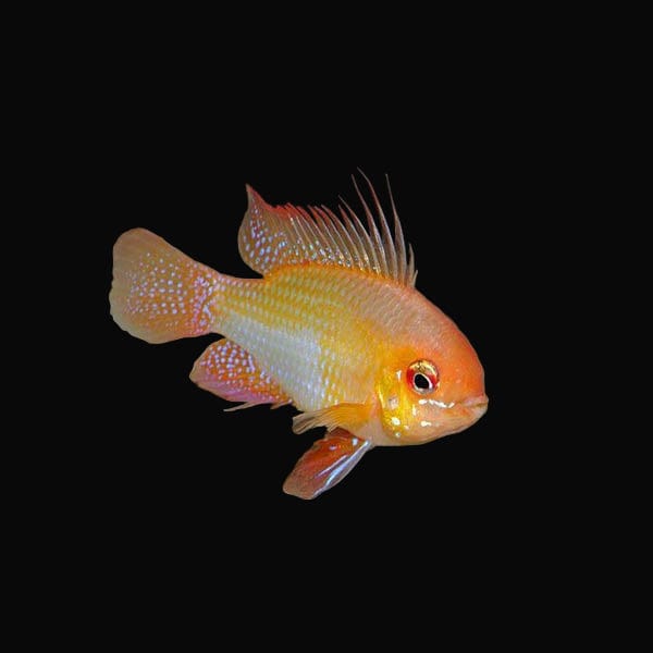 Golden Ram Cichlid (Microgeophagus ramireze)