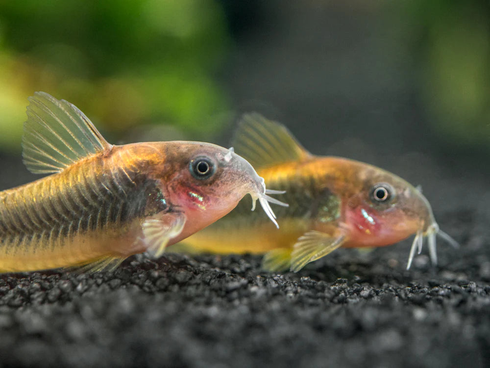 Gold Laser Corydora (Corydoras sp.)