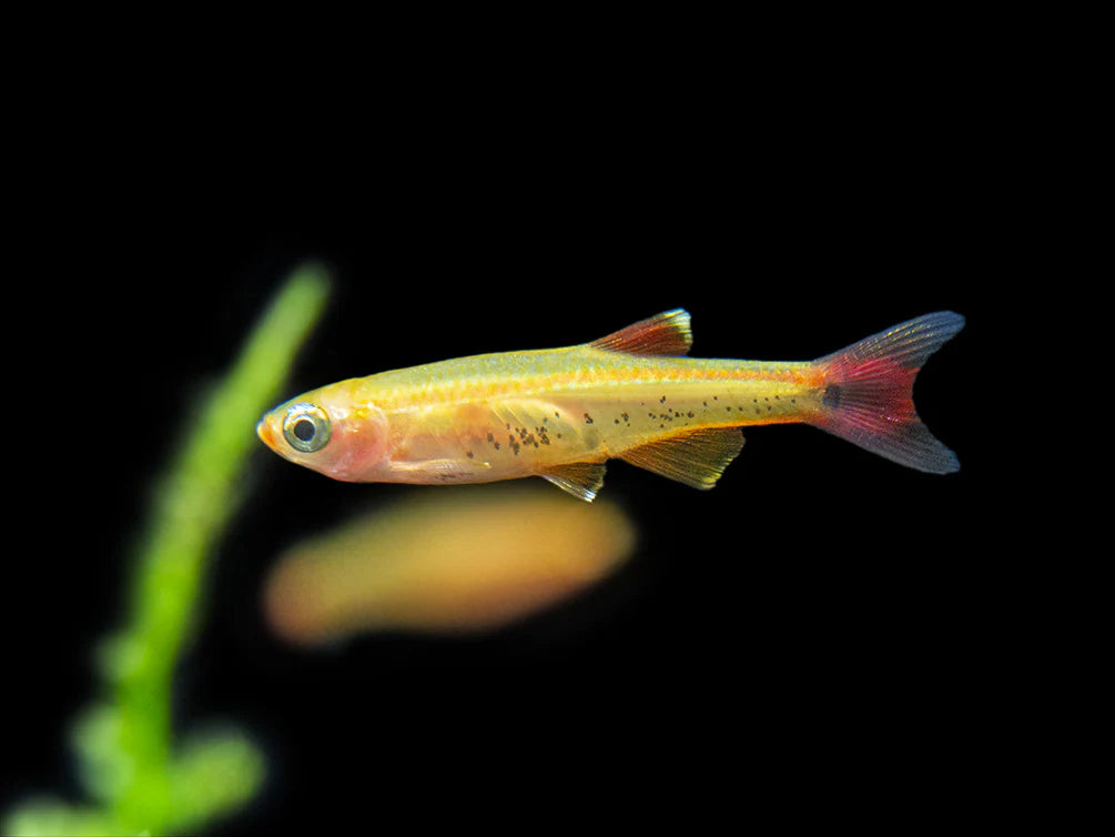 Golden White Cloud Minnow (Tanichtys albonubes sp.)