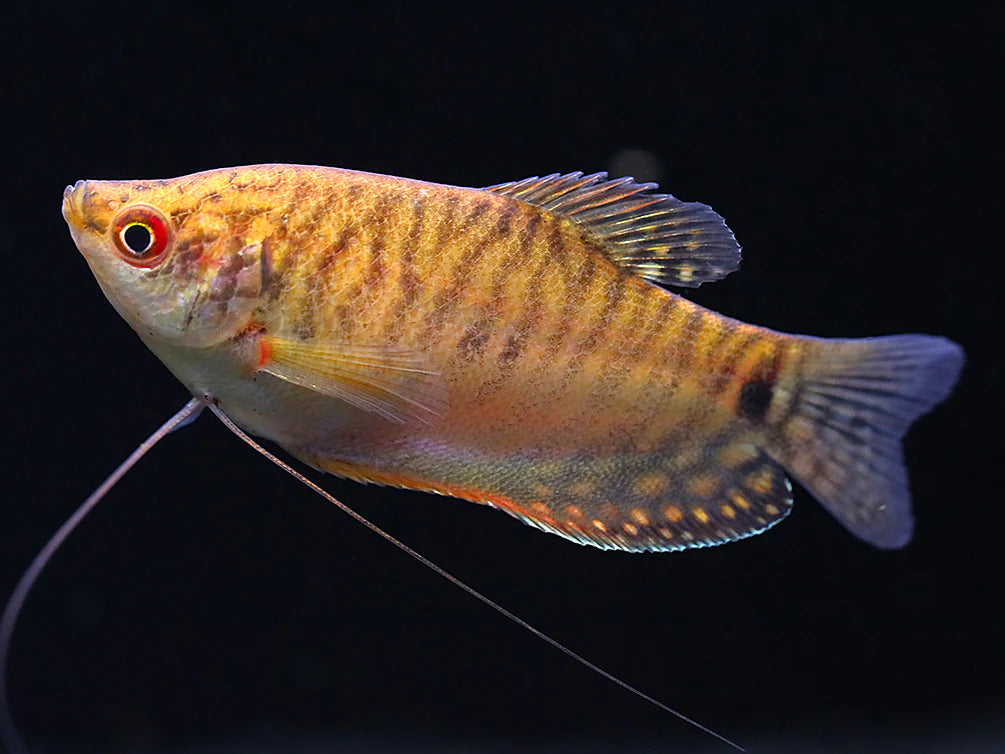 Gold Gourami (Trichopodus trichopterus)