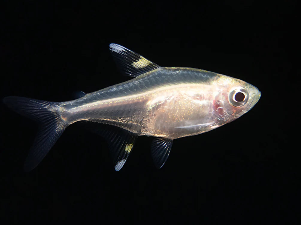 X-Ray Tetra (Pristella maxillaris)
