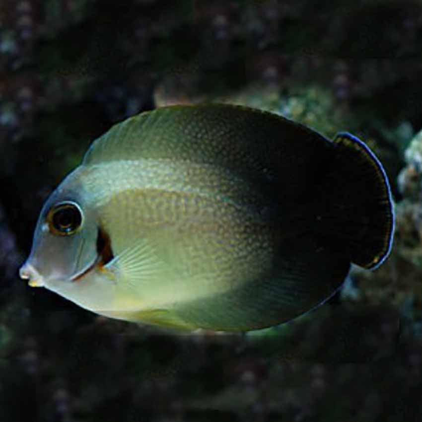 Mimic Half Black Tang (Acanthurus chronixis)