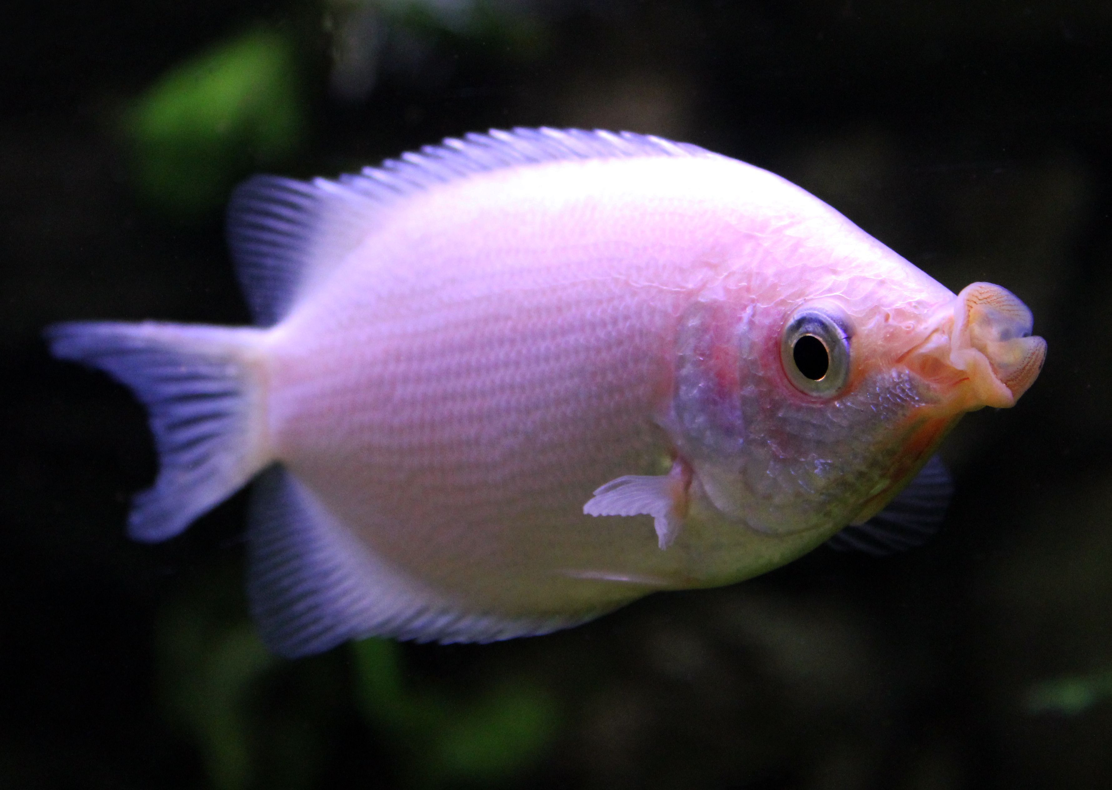 Pink Kissing Gourami (Helostoma temmincki)