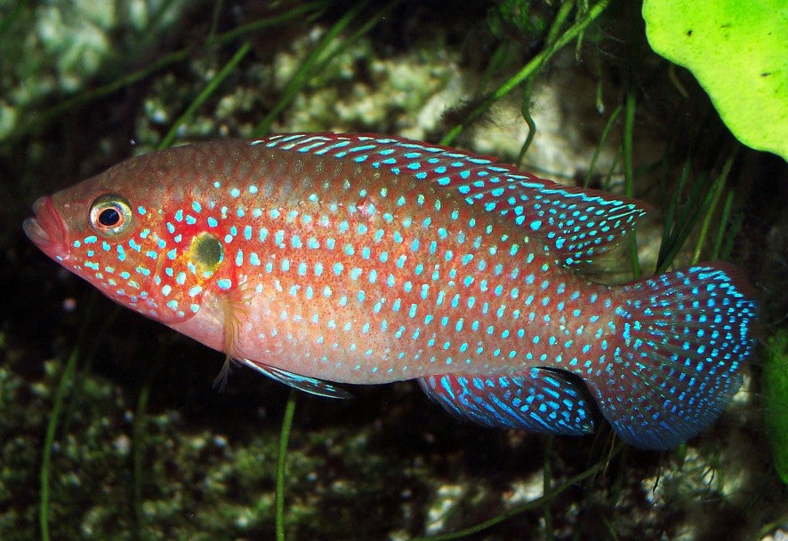 Jewel Cichlid (Hemichromis Lafilili)