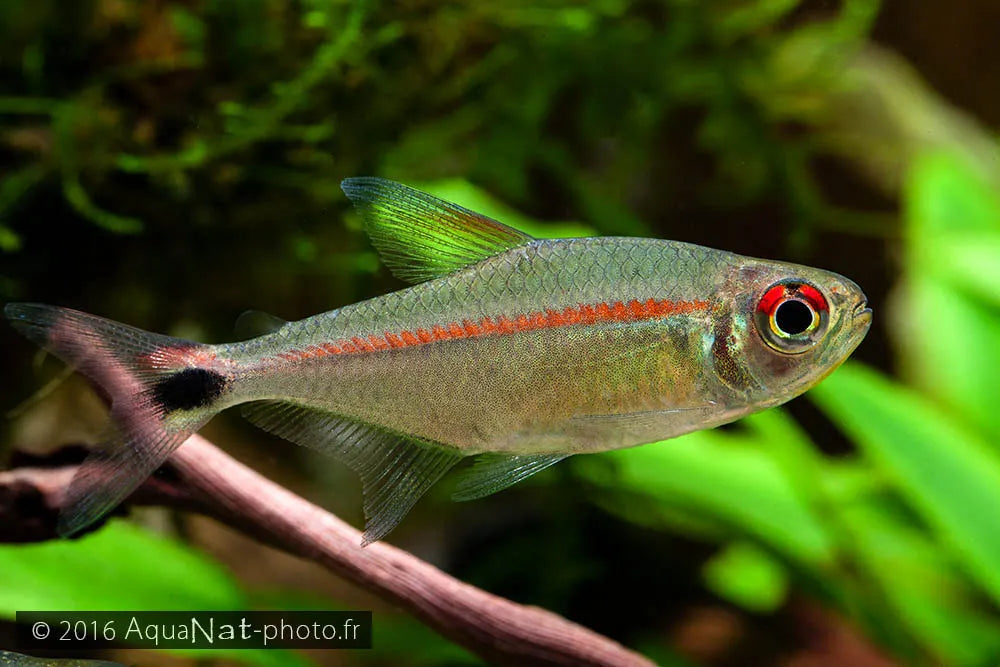 Tailspot Tetra (Bryconops caudomaculatus - Rubostriatus)