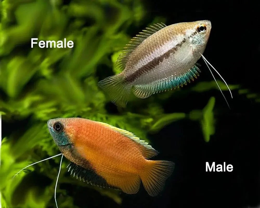 Honey Gourami (Trichogaster chuna)