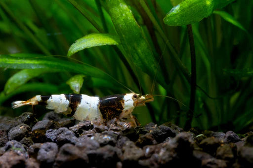 Black Crystal Shrimp