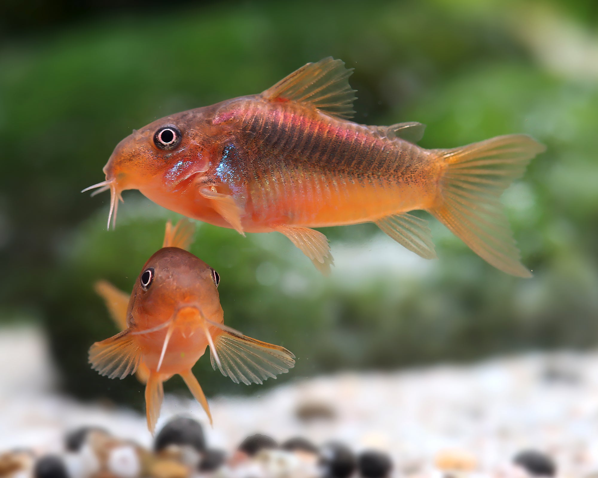 Red Laser Corydora (Corydora sp.)