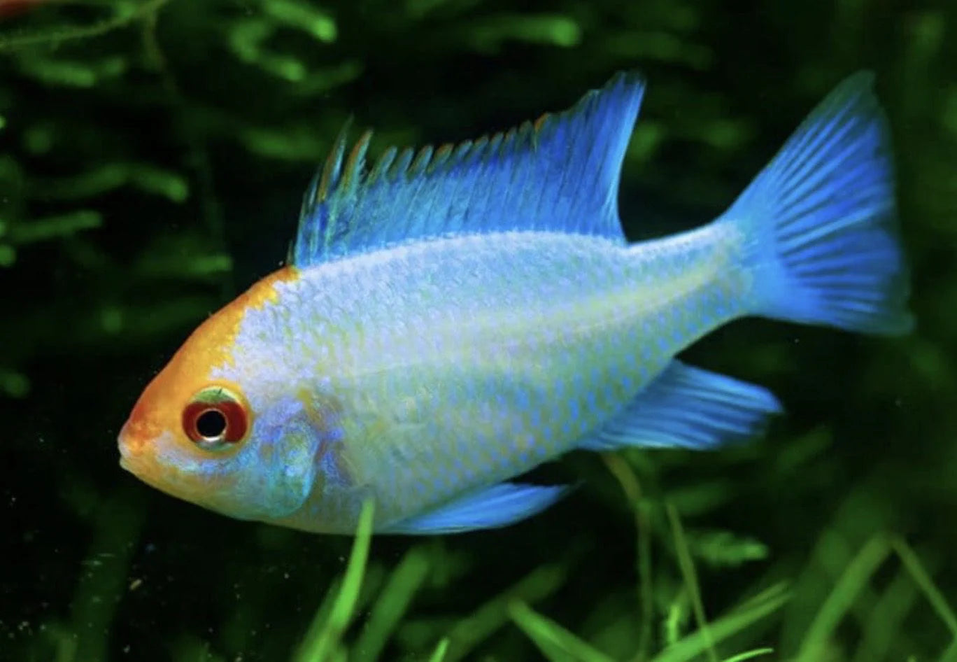 Neon Blue Orange Head Ram Mikrogeophagus ramirezi)