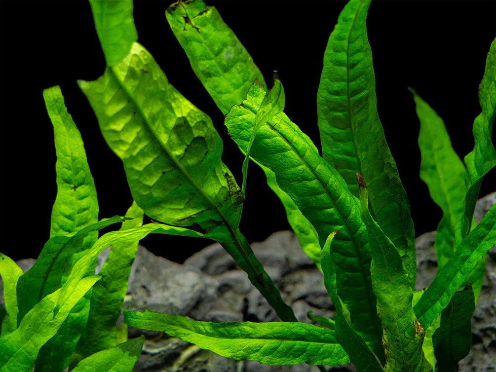 Microsorum Pteropus 'Narrow'
