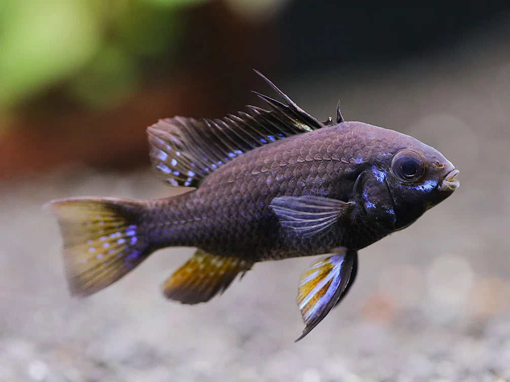 Black Ram (Mikrogeophagus Ramirezi ‘black’)