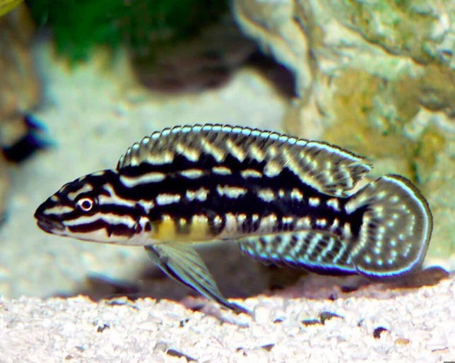 Marlieri Cichlid (Julidochromis marlieri)