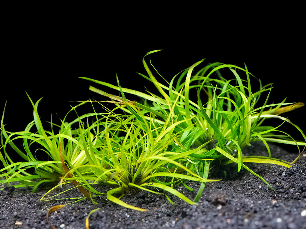 Lesser Creeping Rush (Juncus repens)