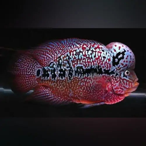 King Kamfa Flowerhorn Cichlid (Amphilophus sp. hybrid)