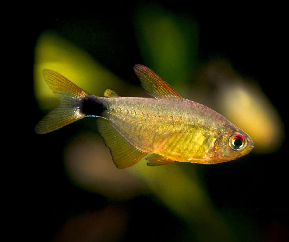 Kitty Tetra (Hyphessobrycon heliacus)