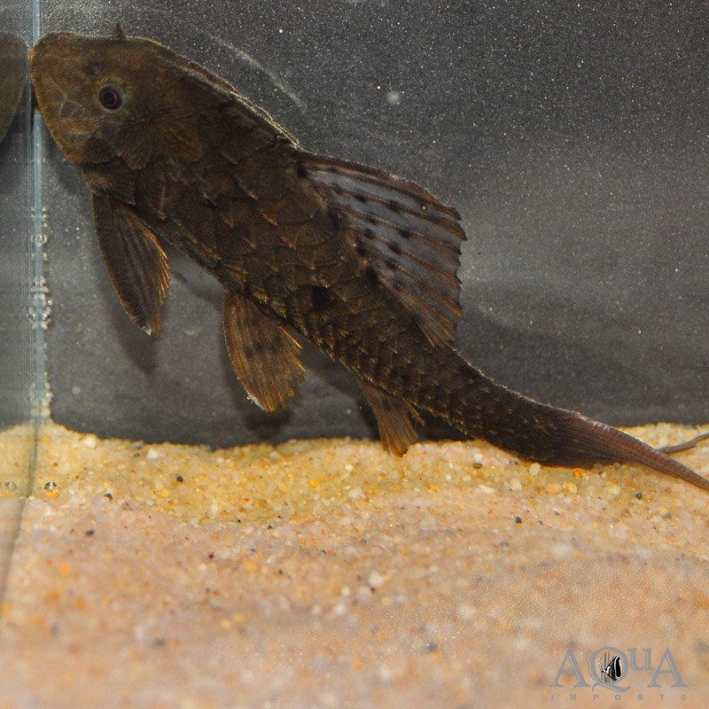 Pinecone Pleco L-152 (Pseudorinelepis cf. genibarbis)