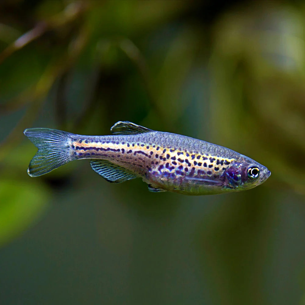 Leopard Danio (Brachydanio rerio)