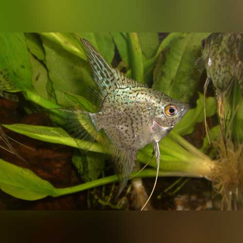 Leopard Angelfish (Pterophyllum scalare)