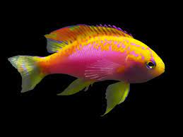 Ventralis Anthias (Pseudanthias ventralis)
