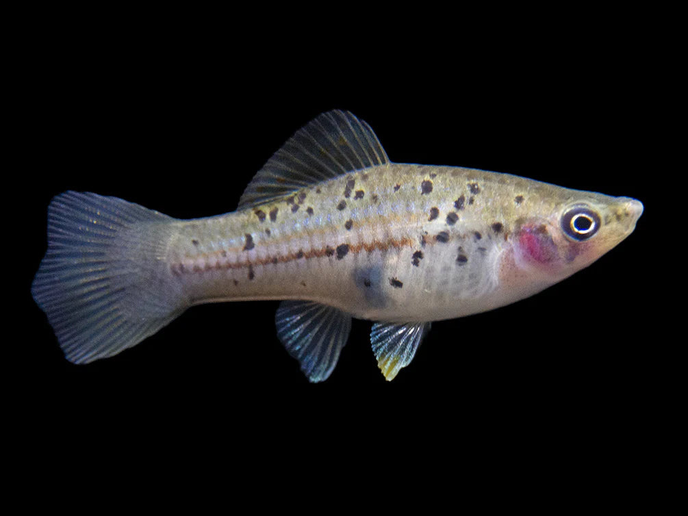 Montezuma Swordtail (Xiphophorus montezumae)