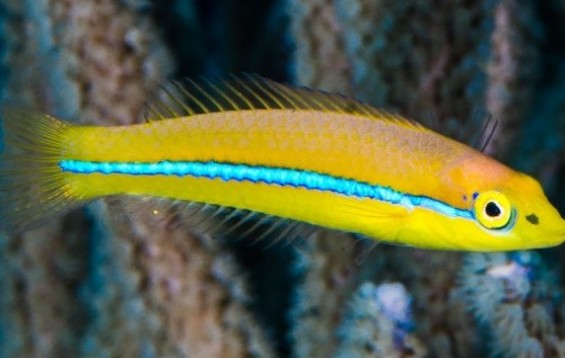 Neon / Yellowhead Wrasse (Halichoeres garnoti)