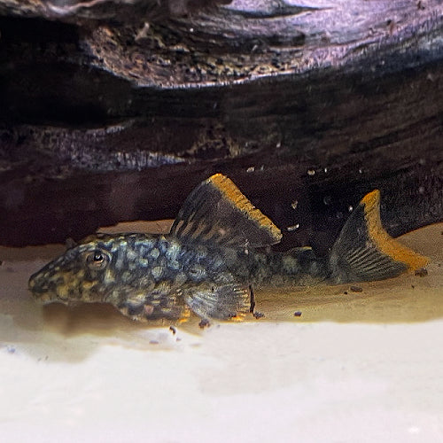 Orange Seam Pleco L106 (Hemiancistrus guahiborum)