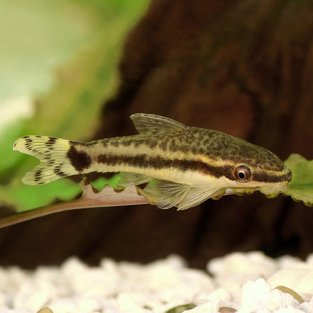 Oto Cat (Otocinclus affinus)