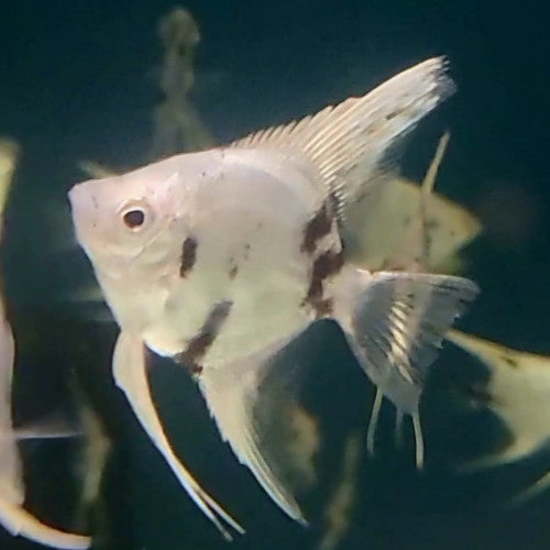 Diamond Panda Angelfish (Pterophyllum scalare)