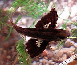 African Butterflyfish (Pantodon buchholzi)