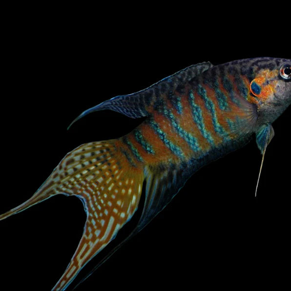 Paradise Gourami (Macropodus opercularis)