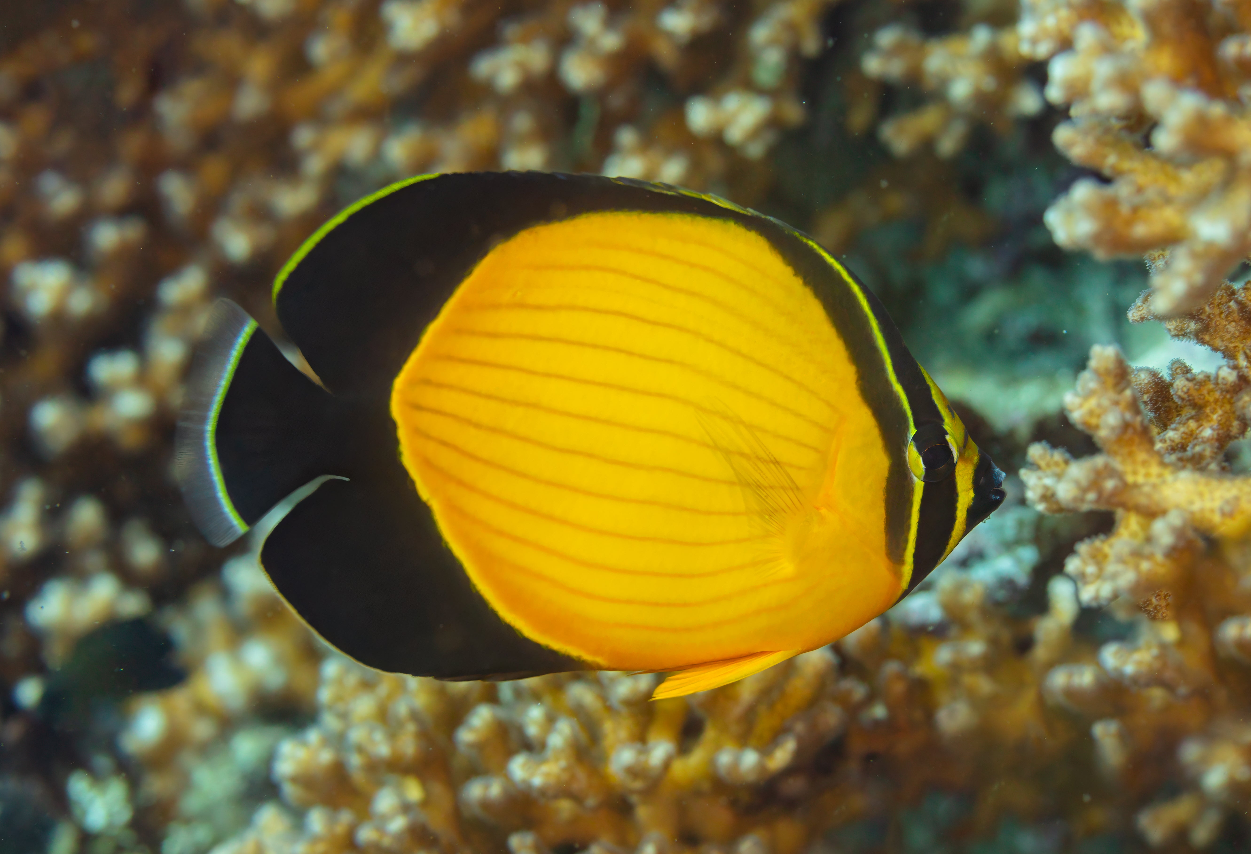Arabian Butterfly (Chaetodon melapterus)