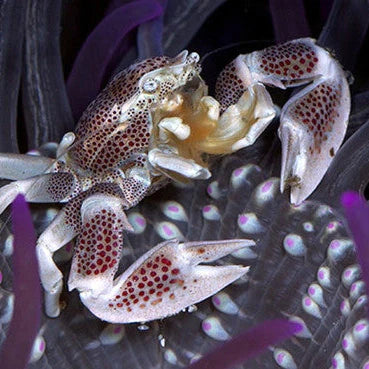 Anemone Crab (Neopetrolisthes ohshimai)
