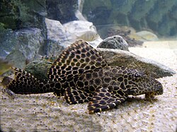 Gibbis Plecostomus (Pterygoplichthys gibbiceps)