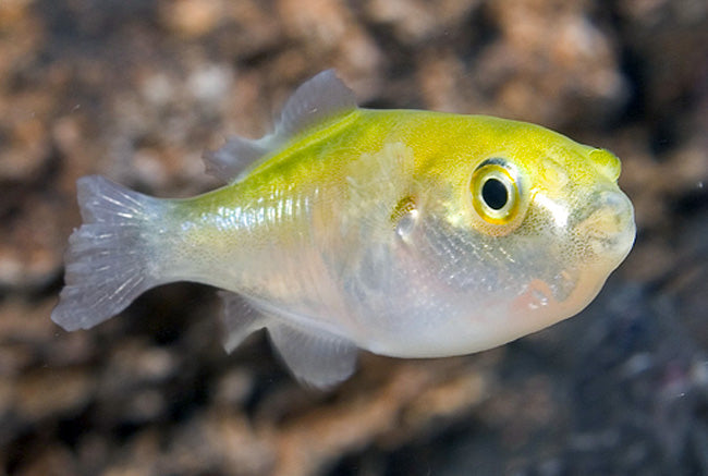 Avocado Puffer (Auriglobus modestus)