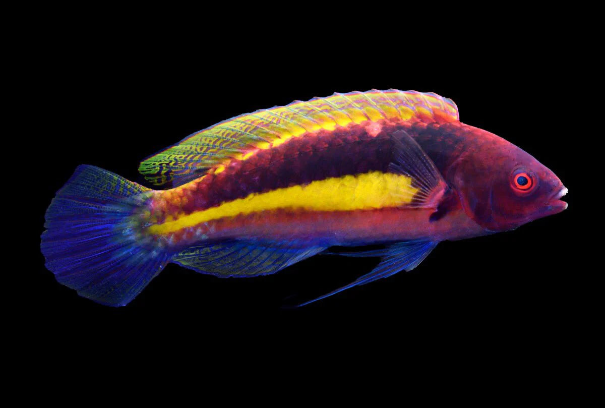Purple Velvet Fairy Wrasse (Cirrhilabrus luteovittatus)