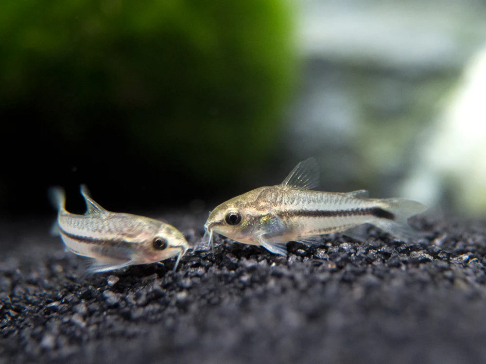 Pygmy Corydora (Gastrodermus pygmaeus)