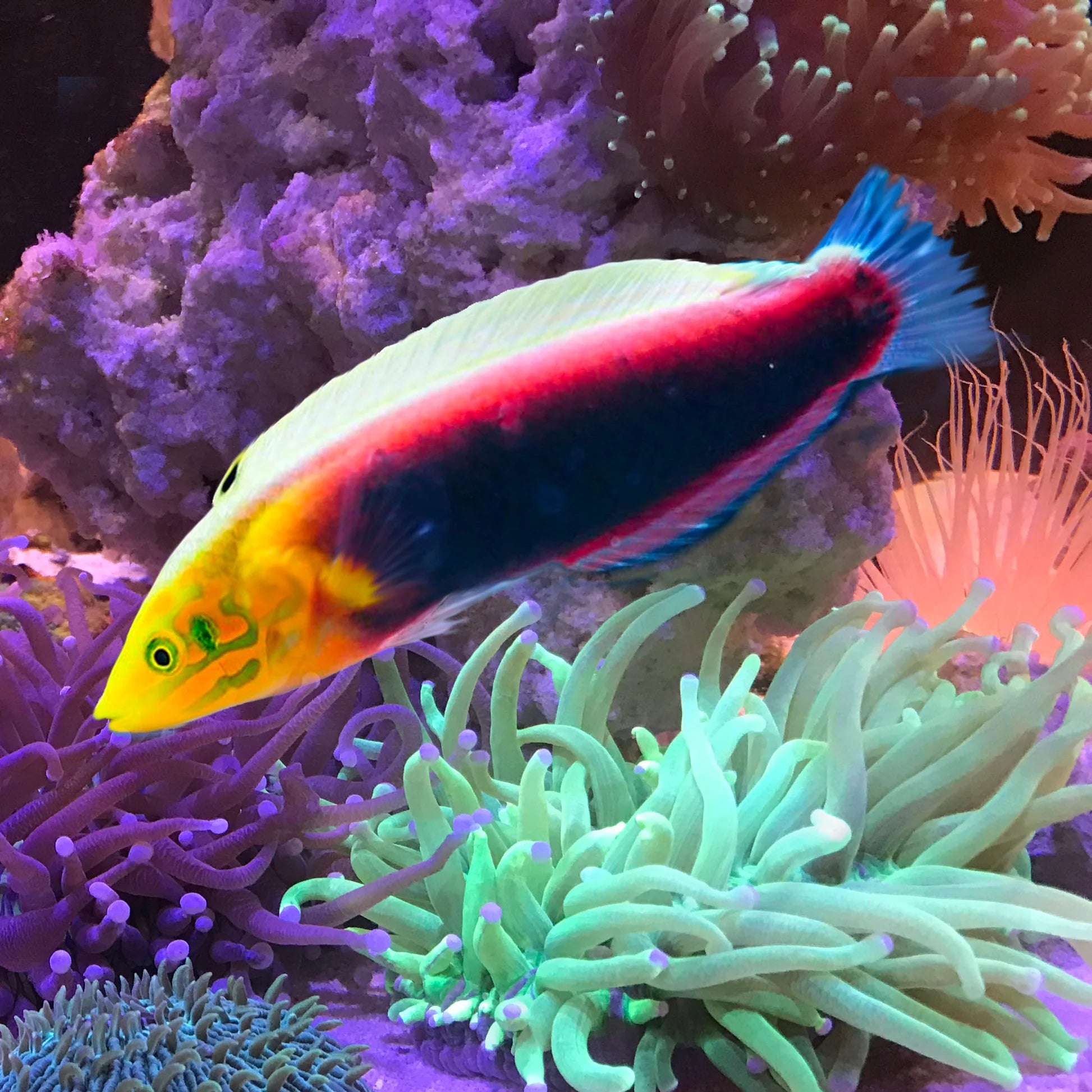 Radiant Wrasse (Halichoeres iridis)