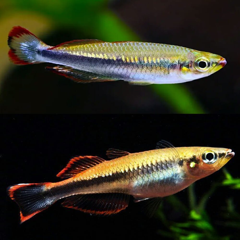 Madagascar Rainbowfish (Bedotia geayi)