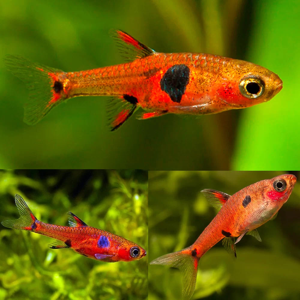 Spotted Rasbora (Rasbora maculata)