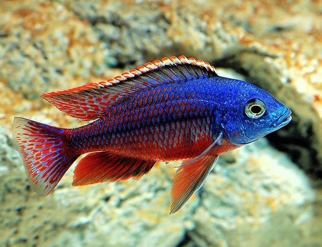 Red Empress Cichlid (Protomelas taeniolatus)