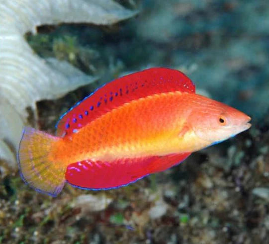 Red Fin Fairy Wrasse (Cirrhilabrus rubripinnis