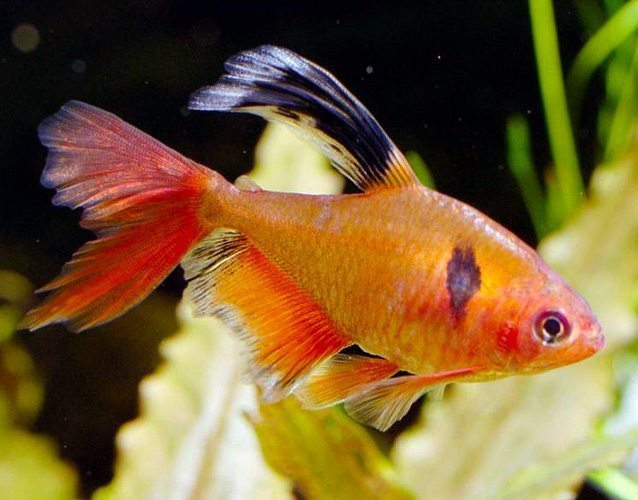 Red Minor Serpae Tetra (Hyphessobrycon eques)