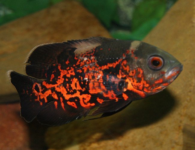 Tiger Oscar (Astronotus ocellatus)
