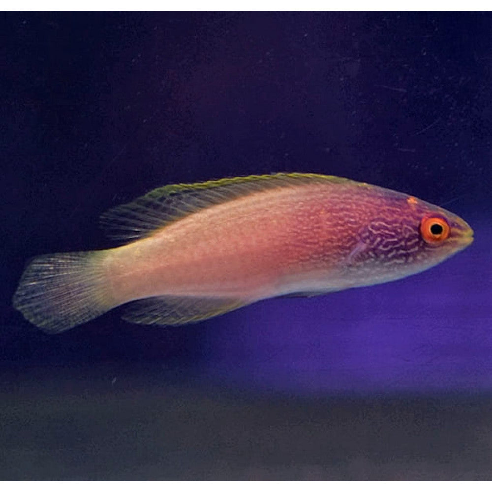 Rhomboidalis Wrasse Female (Cirrhilabrus rhomboidalis)