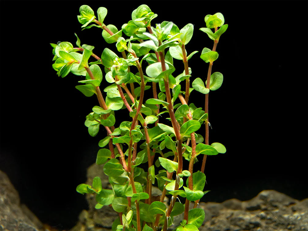 Giant Rotala (Rotala macrandra)