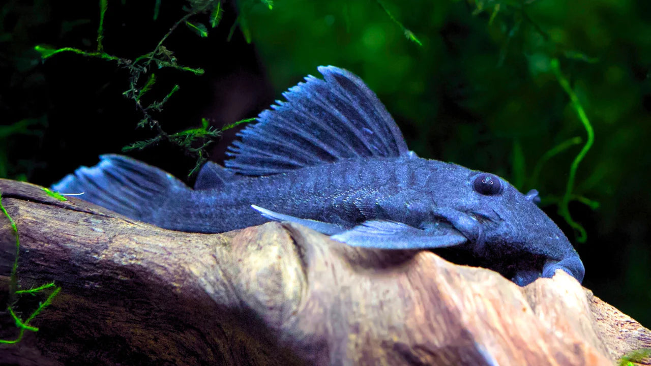 Blue Panaque Pleco L239 (Baryancistrus beggini)