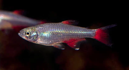 Glass Bloodfin Tetra (Aphyocharax anisitsi)