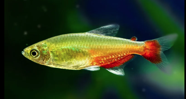 Green Fire Tetra (Aphyocharax rathbuni)