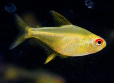 Lemon Tetra (Hyphessobrycon pulchripinnis)