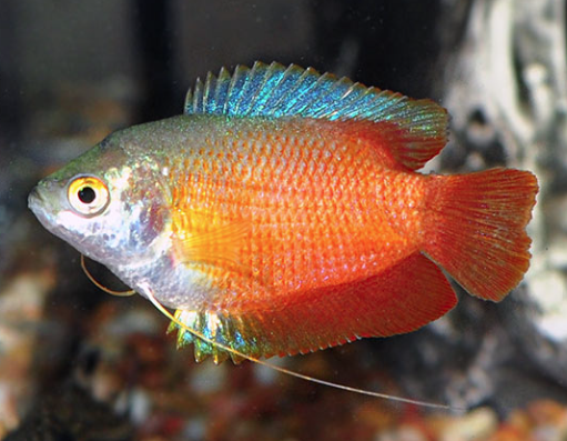 Dwarf Red Flame Gourami (Trichogaster lalia)